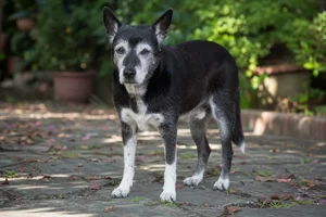 Taiwan Dog — senior