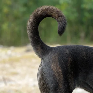 Taiwan Dog — tail