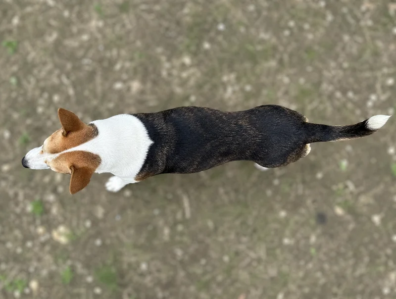 Taiwan Dog — top