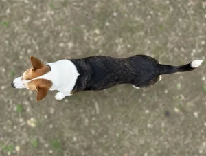 Taiwan Dog — top
