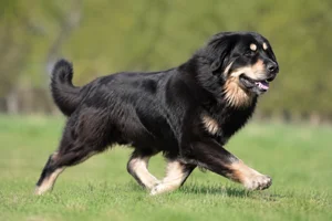 Tatra Shepherd Dog — running