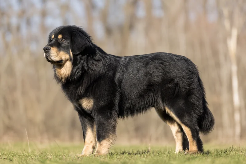 Tatra Shepherd Dog — adult