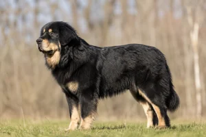 Tatra Shepherd Dog — adult