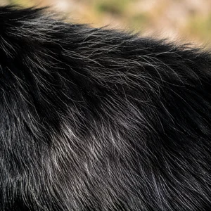 Tatra Shepherd Dog — coat texture
