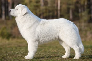 Tatra Shepherd Dog — White coat