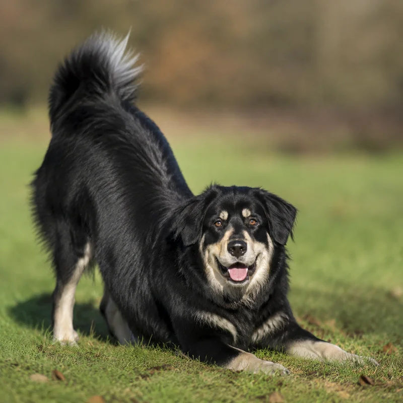 Tatra Shepherd Dog — playful