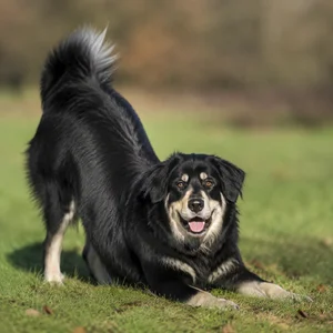 Tatra Shepherd Dog — playful