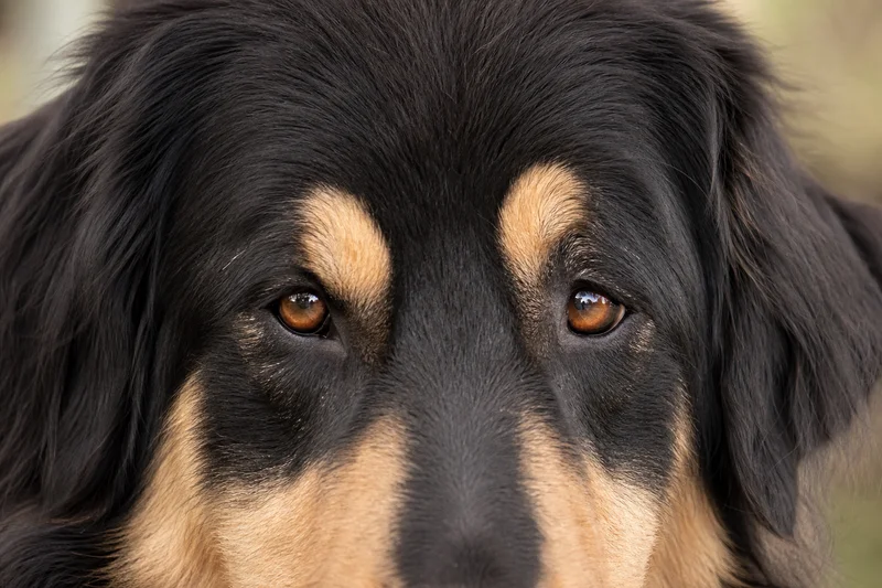 Tatra Shepherd Dog — eyes