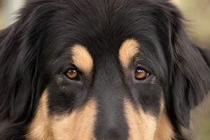 Tatra Shepherd Dog — eyes