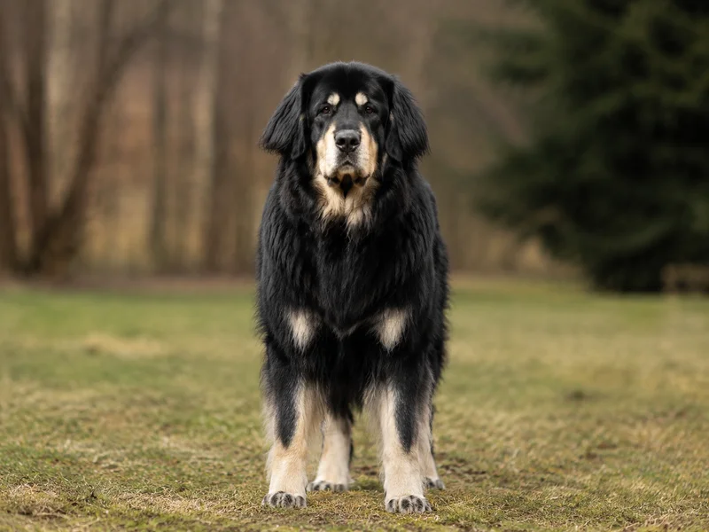 Tatra Shepherd Dog — front