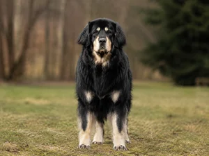 Tatra Shepherd Dog — front