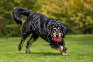 Tatra Shepherd Dog — playing