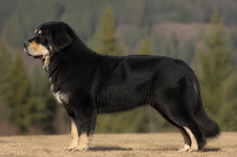 Tatra Shepherd Dog — side