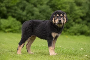 Tatra Shepherd Dog — puppy (~4 mo)