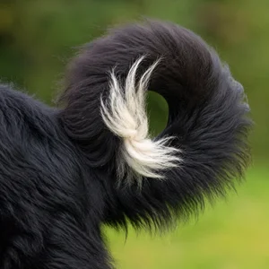 Tatra Shepherd Dog — tail