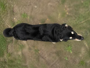 Tatra Shepherd Dog — top