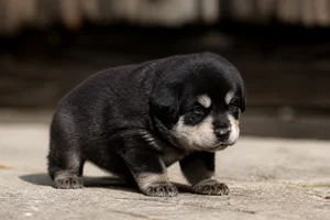 Tatra Shepherd Dog — young puppy (~1 mo)