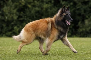 Belgian Tervuren — running