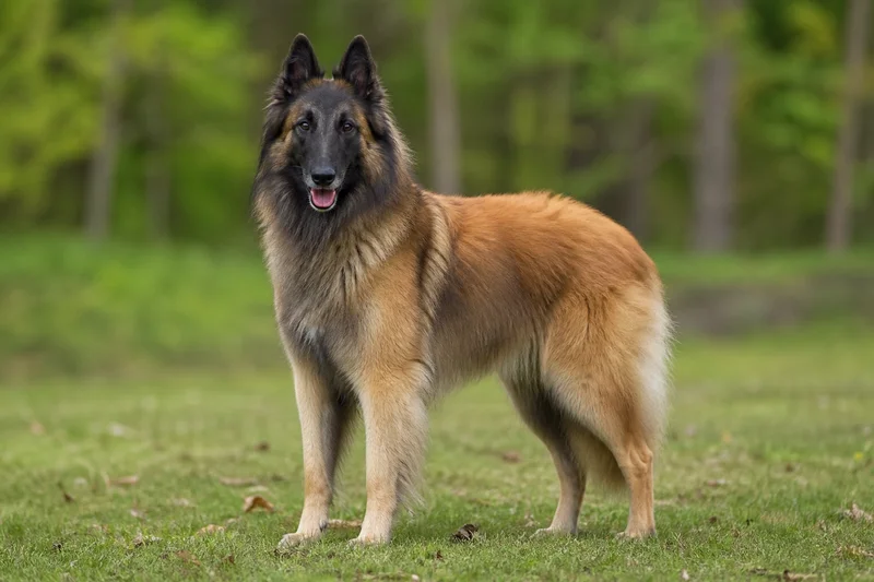 Belgian Tervuren — adult