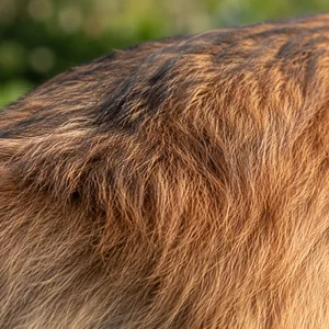 Belgian Tervuren — coat texture
