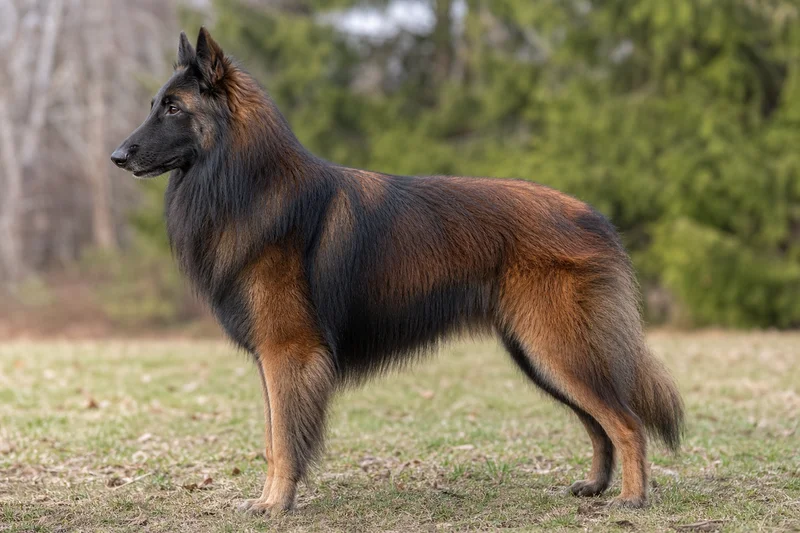 Belgian Tervuren — mahogany and black coat