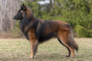 Belgian Tervuren — mahogany and black coat