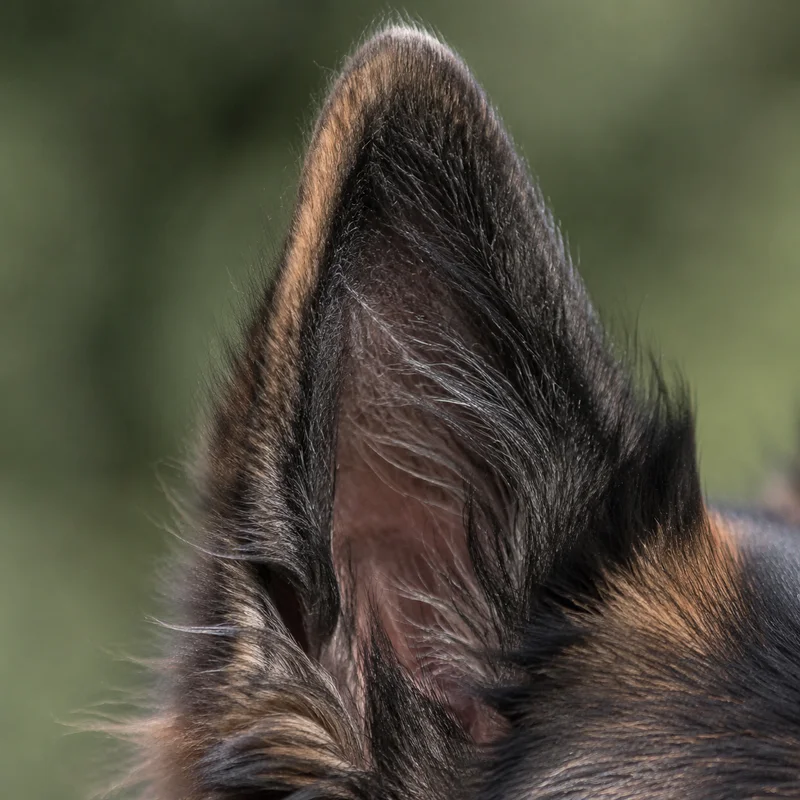 Belgian Tervuren — ears