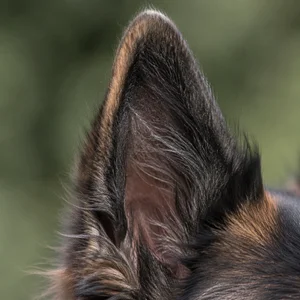 Belgian Tervuren — ears