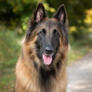 Belgian Tervuren — happy