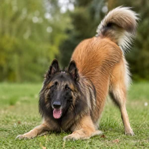Belgian Tervuren — playful