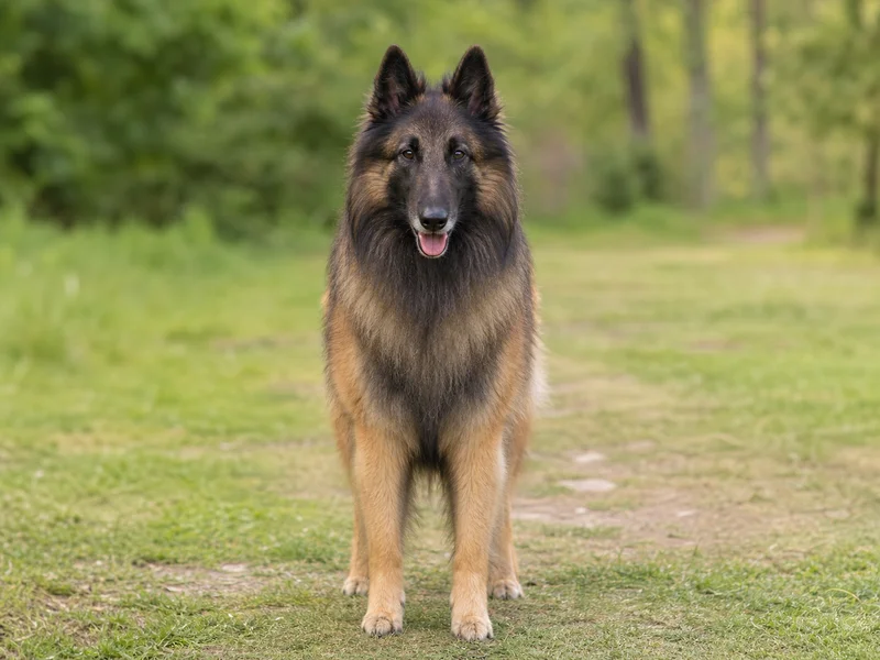 Belgian Tervuren — front