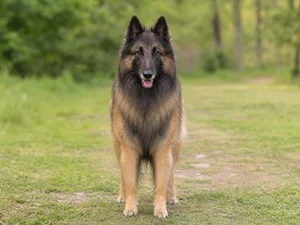 Belgian Tervuren — front
