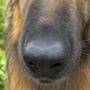 Belgian Tervuren — nose