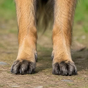 Belgian Tervuren — paws