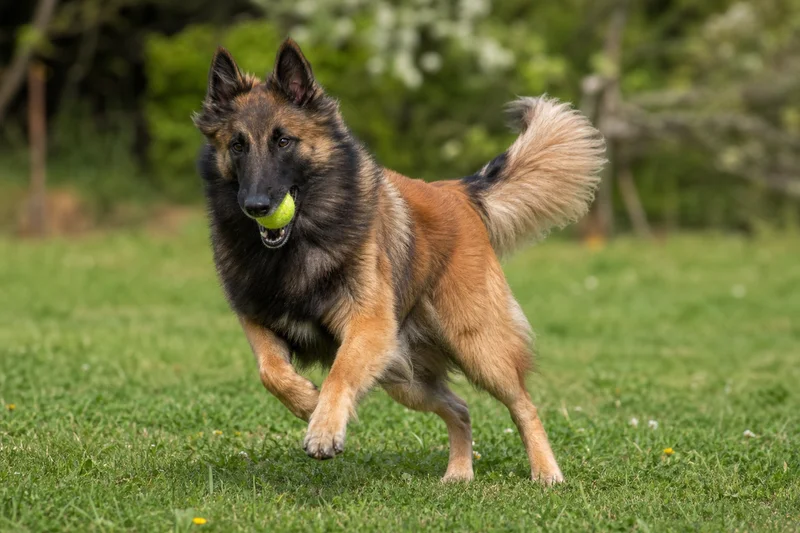 Belgian Tervuren — playing