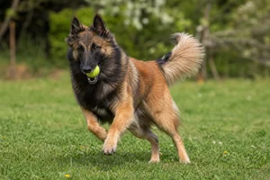 Belgian Tervuren — playing