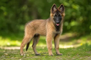 Belgian Tervuren — puppy (~4 mo)