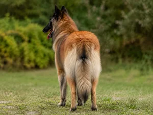Belgian Tervuren — rear