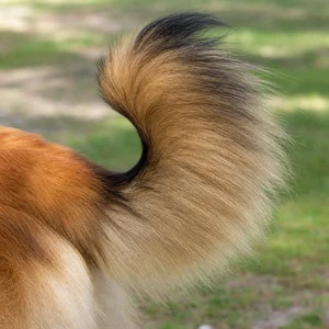 Belgian Tervuren — tail