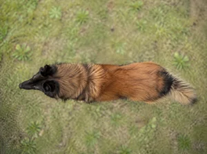 Belgian Tervuren — top