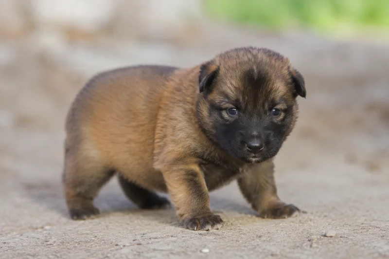 Belgian Tervuren — young puppy (~1 mo)
