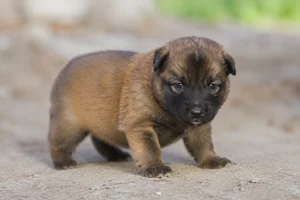 Belgian Tervuren — young puppy (~1 mo)