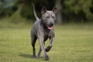 Thai Ridgeback — running