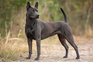Thai Ridgeback — adult