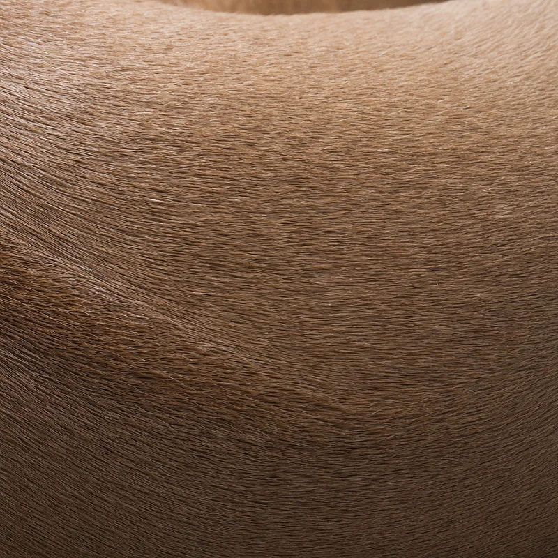 Thai Ridgeback — coat texture