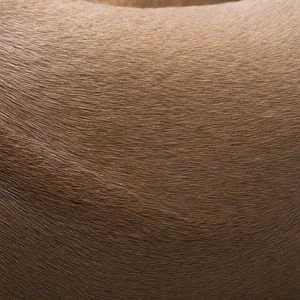 Thai Ridgeback — coat texture