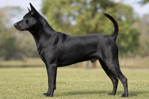 Thai Ridgeback — Black coat