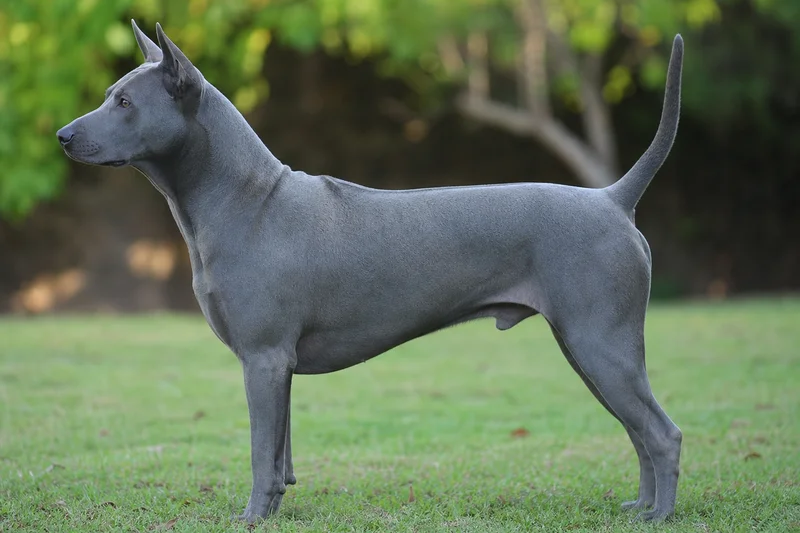 Thai Ridgeback — Blue coat