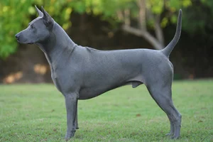 Thai Ridgeback — Blue coat