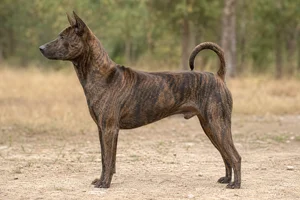Thai Ridgeback — Brindle coat